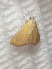 Glaphyria sesquistrialis