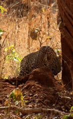 Panthera pardus fusca