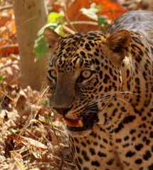 Panthera pardus fusca