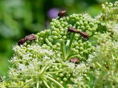 Graphosoma rubrolineatum