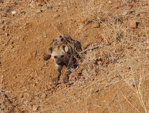 Spotted hyaena