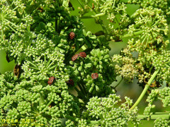 Graphosoma rubrolineatum
