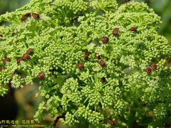 Graphosoma rubrolineatum