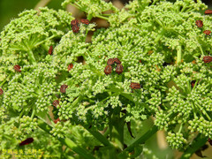 Graphosoma rubrolineatum