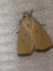 Marimatha nigrofimbria