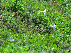 Lilium longiflorum scabrum