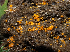 Cheilymenia raripila