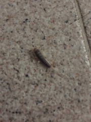 Lepismatidae