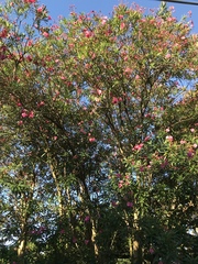 Nerium oleander