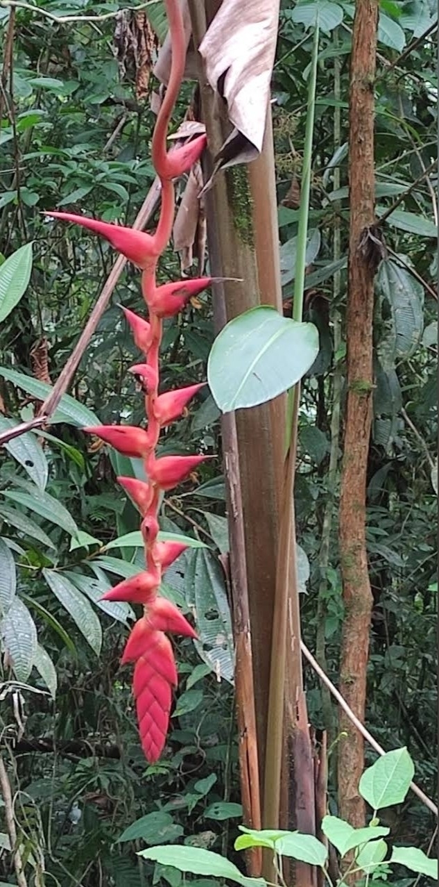 Imagem de Bananeira-do-brejo