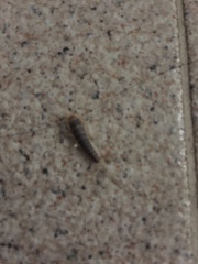 Lepismatidae
