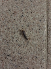 Lepismatidae