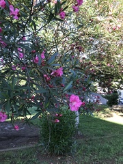 Nerium oleander