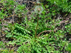 Taraxacum formosanum