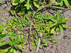 Taraxacum formosanum