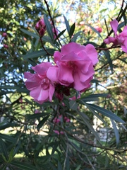 Nerium oleander
