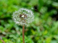 Taraxacum formosanum
