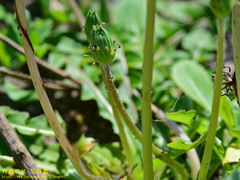 Taraxacum formosanum