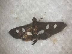 Desmia subdivisalis