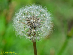 Taraxacum formosanum