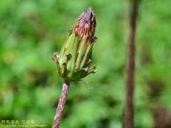 Taraxacum formosanum