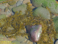 Sargassum horneri