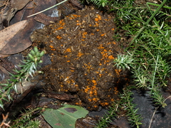 Cheilymenia raripila