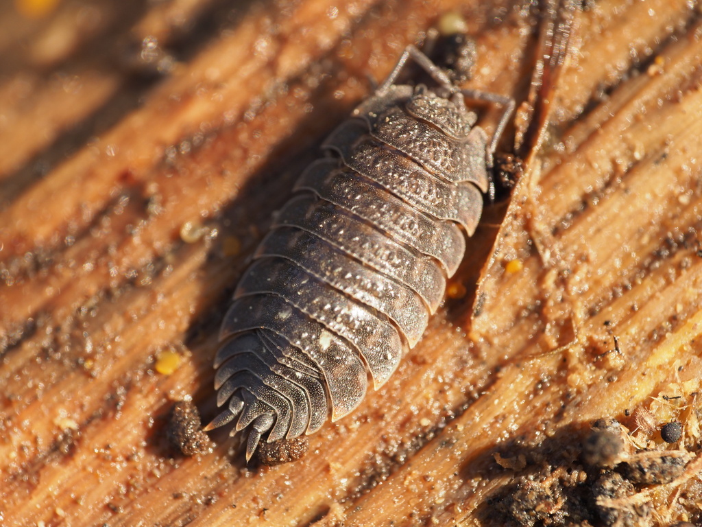 Oniscus lusitanus