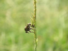 Promachus vertebratus
