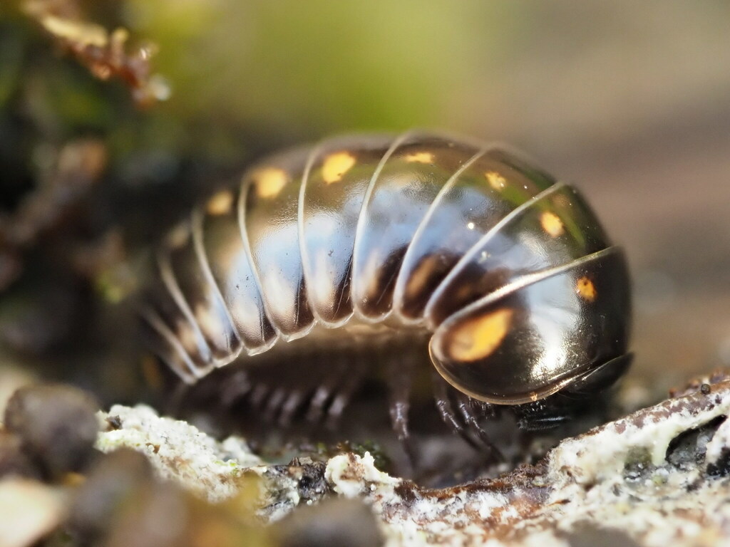Glomeris occidentalis