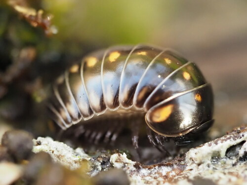 Glomeris occidentalis