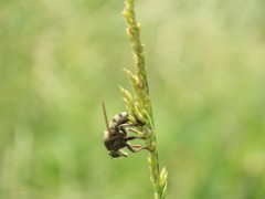 Promachus vertebratus