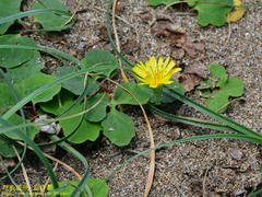 Ixeris repens