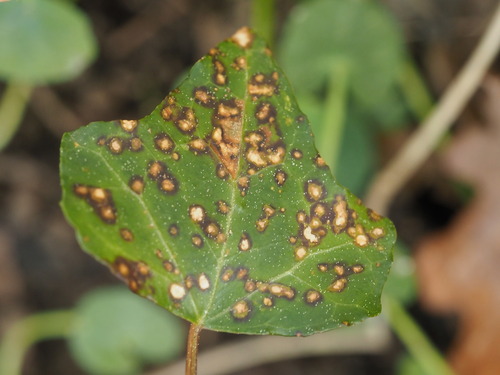 Boeremia hedericola