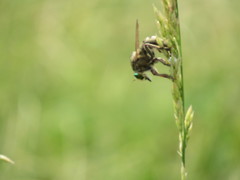 Promachus vertebratus