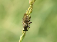 Promachus vertebratus