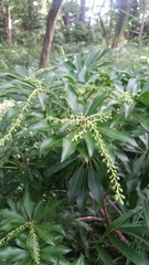 Pieris japonica