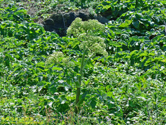 Angelica hirsutiflora