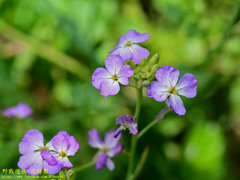 Raphanus sativus raphanistroides