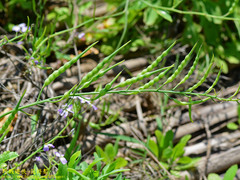 Raphanus sativus raphanistroides