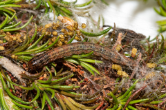 Triphassa stalachtis