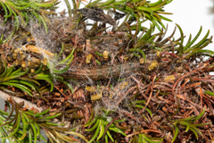 Triphassa stalachtis