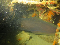 Lotella rhacina
