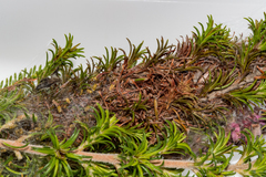 Triphassa stalachtis