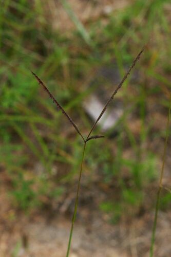 Gilston Grass (Stereochlaena cameronii)