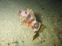 Helicolenus percoides