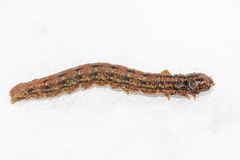 Triphassa stalachtis