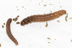 Triphassa stalachtis