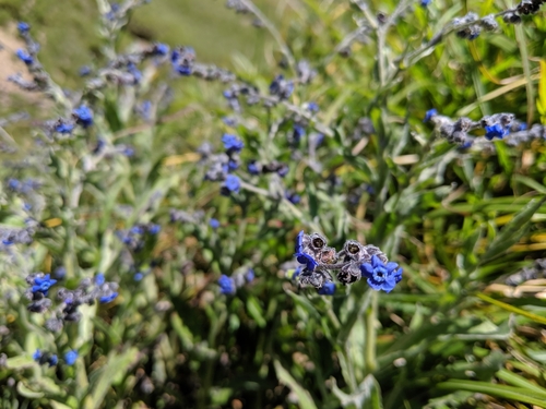 Cynoglossum alpestre (Cynoglossum alpestre)