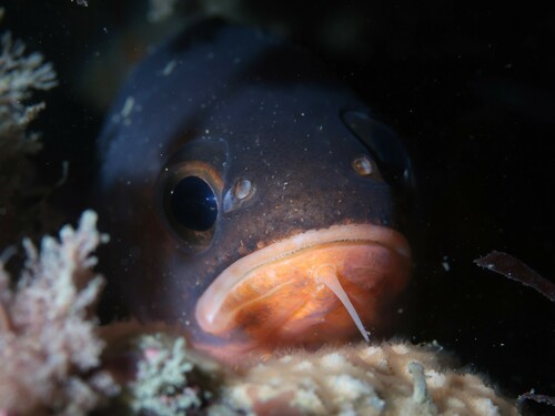 Bastard red cod (Pseudophycis breviuscula) — Moridae — 4